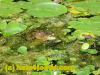 /home//u458753944/public_html/sourcegallery/////////////////Frogs/More bullfrogs/P8180163.JPG